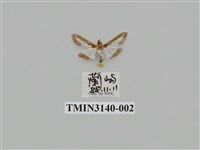 藏品(螟蛾285)的圖片